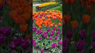 Beautiful Switzerland🌷🌸💗tulip tulipfestival beautiful flowers shorts youtubeshorts viral [upl. by Ainehs]