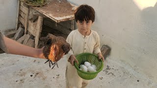 COLLECTING CHICKEN EGGS DESI MURGHI HOME ANIMALS homefarmeggs [upl. by Aynam]