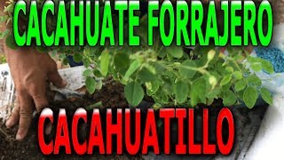 Como reproducir la planta Mani forrajero cacahuatillo Arachis pintoi [upl. by Lindy]