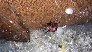 NEW ADDITION  False Widow Spider Steatoda grossa [upl. by Odette]