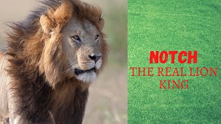 Story of Notch The Real Lion Kinglion coaliationLion king of Jungle [upl. by Curry]