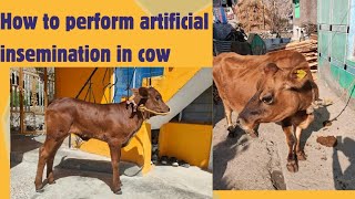 How to perform Artificial insemination in cow  कृत्रिम गर्भाधान  Animalbreeding [upl. by Rufina85]