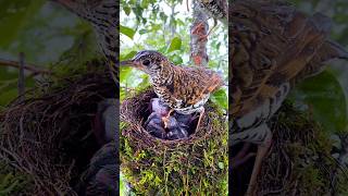 Mother bird and father bird are feeding their young in the rain nature shorts [upl. by Dumond]