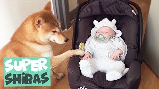 Shiba Inu Compilation 2018  Why Shiba Inus Make the Best Pets [upl. by Nesilla]