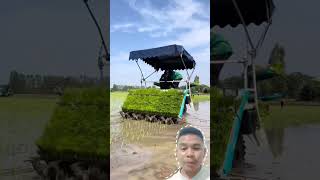 This is the best rice planting tool❗reaction reactionvideo videoreaction technology [upl. by Aretse21]