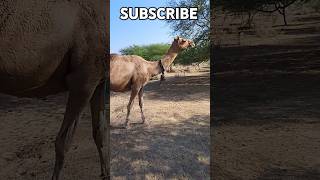 Cute baby camel walking desert beautiful scene enjoy camel short viralvideo [upl. by Cataldo146]