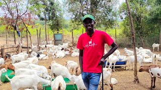 Beginners guide to goat farming [upl. by Lissner810]