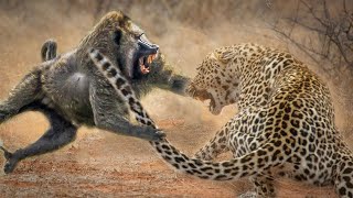 Leopard and Baboon fight for survive [upl. by Ajim]