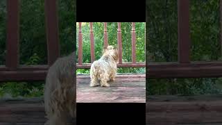 PANSY TREED SQUIRREL FRIEND yorkies yorkshire YORKEFUNNYDOGSTALKINGDOGYORKSHIRETERRIER [upl. by Fairfield]