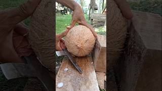 Slowmotion  how to remove coconut from Shell [upl. by Eirrac257]