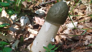 PHALLUS IMPUDICUS  Falo Hediondo [upl. by Malonis]