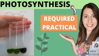 Alevel Biology PHOTOSYNTHESIS REQUIRED PRACTICAL  AQA required practical 8 aim method conclusion [upl. by Ardnalahs198]