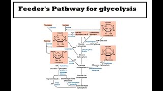 Glycolysis Feeders pathways and Regulation of Glycolysis [upl. by Redvers592]