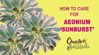 How to Care for Aeonium ‘Sunburst’ Succulent Care Tips [upl. by Paule18]