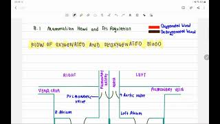 Chapter 8 Flow of oxygenated and deoxygenated blood through heart [upl. by Eyde]