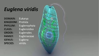 Full lecture on Euglena ClassificationDistribution and Comments [upl. by Suicul]