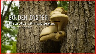 Meet GOLDEN OYSTER Mushroom Wild Gourmet EXOTIC New Video Lesson [upl. by Nunnery662]