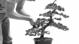 bonsai  juniper  wacholder  juniperus chinensis  redesign  Part II [upl. by Sculley489]