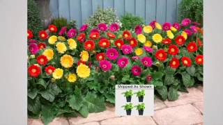 Robertas 4pc Sweet Series Garvinea Hardy Gerber Daisies on QVC [upl. by Tamarra654]