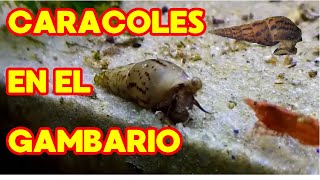 Caracoles Tuberculata en el Gambario [upl. by Laersi906]