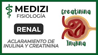 Fisiología Renal  Aclaramiento de Inulina y Creatinina Depuración o Clearance IGdoctorpaiva [upl. by Giuditta]