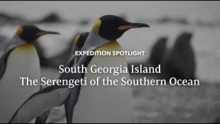 Serengeti of the Southern Ocean  Expedition Spotlight  Lindblad Expeditions [upl. by Siuqcram]