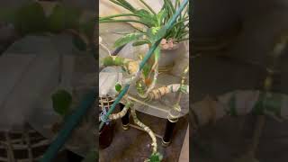 Need help with plant clippings [upl. by Ecylla165]