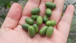 Harvesting Cucamelons  Healthy Eating ❤️ [upl. by Sisto]