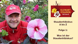 Was ist der Staudenhibiskus [upl. by Quenby455]