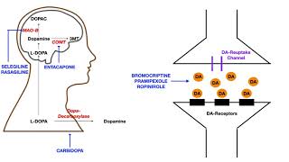 Parkinsons Pharmacology [upl. by Ennaeirrac]