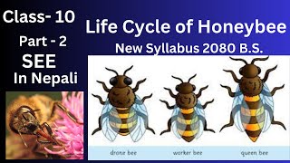 Life cycle of Honeybee Class  10  In Nepali  Part  2 [upl. by Normak]