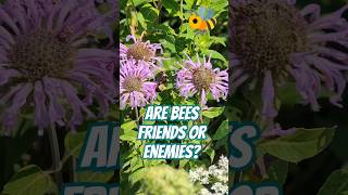 Are Bees Friends or Enemies 🐝 ❓bees honey beefacts bugs bugfact shortsforkids youtubekids [upl. by Leirol]