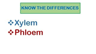 Plant Transport  Xylem and Phloem [upl. by Vanya]