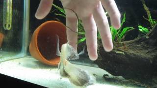 Long Finned Oscar Hand Feeding [upl. by Attaynek]