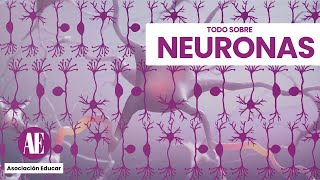 TODO SOBRE NEURONAS  NEURONA UNIPOLAR – BIPOLAR  MULTIPOLAR [upl. by Trbor]