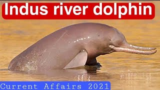 Indus River dolphin  Platanista gangetica minor [upl. by Kelly]