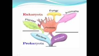 biologie cellulaire [upl. by Leeanne623]