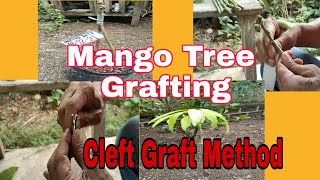 Mango Tree Grafting Cleft Graft Method Bert DC [upl. by Veta]