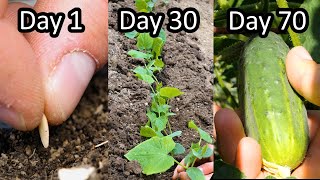 Growing Pickling Cucumbers from Seed to Harvest [upl. by Bork]