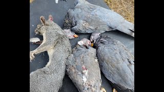 Squirrel and Bandtailed Pigeon hunting at BZone California Mountain Pigeon [upl. by Lebisor]