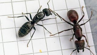 Camponotus irritabilis Thailand vs Camponotus vagus Italy 21102024 [upl. by Aikenat]