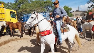 FEIRA DE CAVALOS EM CARUARUPE  UMA DAS MELHORES DO NORTENORDESTE 10 01 2023 nordeste [upl. by Aseret]