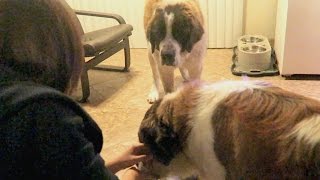 FOUND 2 SAINT BERNARD FROM THE STREET [upl. by Norrehs]