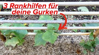 3 simple Rankhilfen für Deine Gurken So erreichst Du optimales Wachstum DIY Tipp [upl. by Hollenbeck]