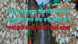 খুব বড় বড় সাইজের পমফ্রেট মাছ বিক্রি করা হচ্ছে Very large pomfret fish are being sold [upl. by Verdi]