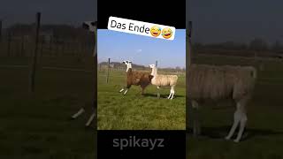 Das Ende😅🤣 funny lustig comedyfilms humour bedwars fail funnycomedy funnyclips [upl. by Micheil]