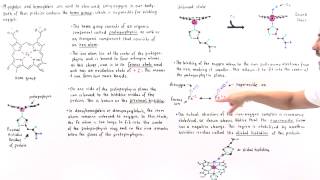 Heme Group of Hemoglobin and Myoglobin [upl. by Uzia]