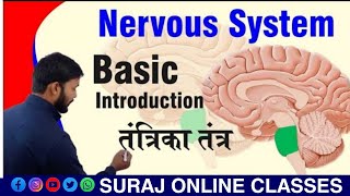 Nervous System ll Basic Introduction Nervous System ll तंत्रिका तंत्र ll Complete Nervous System ll [upl. by Tenej177]