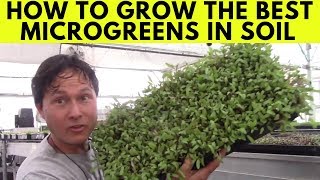 How to Grow the Best Microgreens in a Soil Mix with Sun Light [upl. by Kinnie]