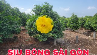 CHUYÊN BÁN SBSG BÔNG CHÙM 2 LỚP SIU HƯƠNG 715  Zalo0335367005 taicodon [upl. by Ardnuahc]